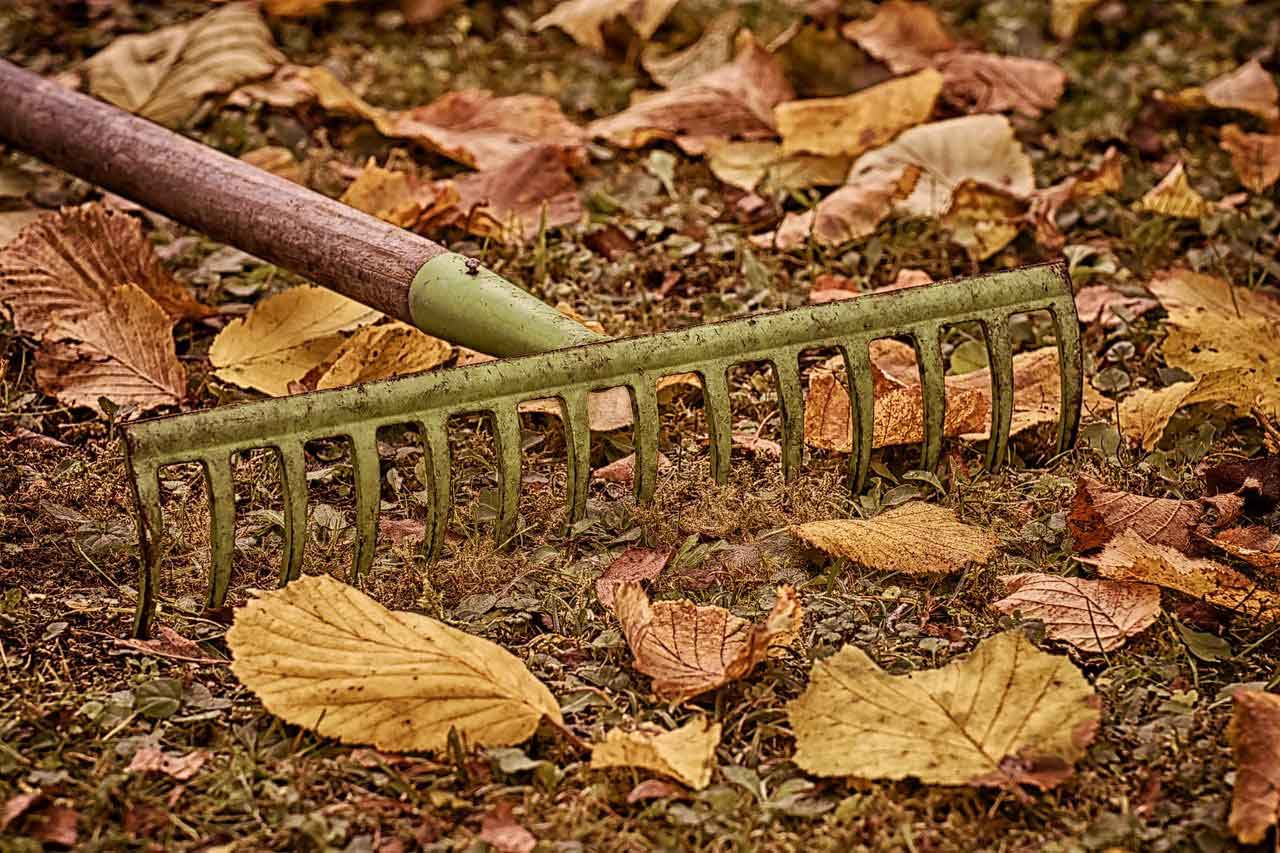 Fall Garden cleanup