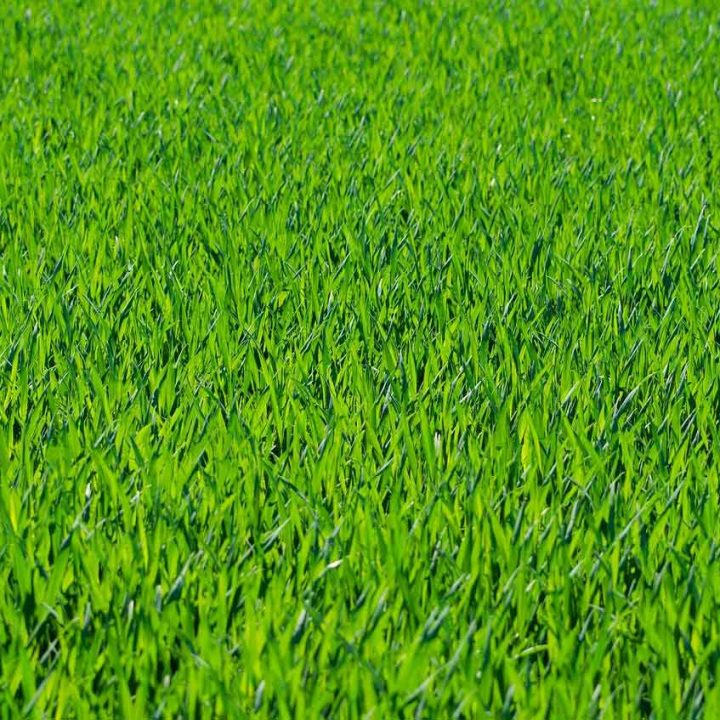 grass-275986 grass-275986